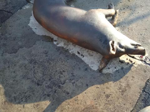 Bőrös, húsjellegű duroc félsertés eladó Bőrös, húsjellegű duroc félsertés eladó