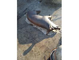 Bőrös, húsjellegű duroc félsertés eladó