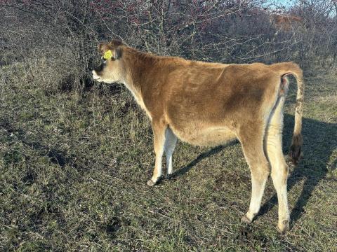 Eladó Jersey üszők Eladó Jersey üszők