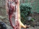 Mangalica hízó pucolva konyhakészen is rendelhető őstermelőtől.Szállításban segítek Siófokról
