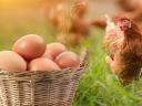 Tyúk tojás szabadon tartott bio tartású tyúkoktól heti rendszerességel rendelhető. Őstermelőtől