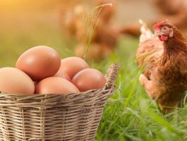 Tyúk tojás szabadon tartott bio tartású tyúkoktól heti rendszerességel rendelhető. Őstermelőtől
