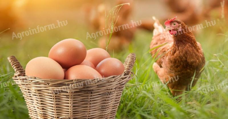 Tyúk tojás szabadon tartott bio tartású tyúkoktól heti rendszerességel rendelhető. Őstermelőtől