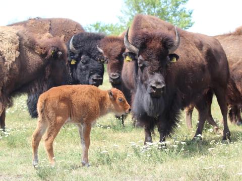 Eladó amerikai bölénycsorda Eladó amerikai bölénycsorda