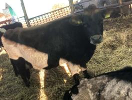 Eladó Jersey tejelő tehenek