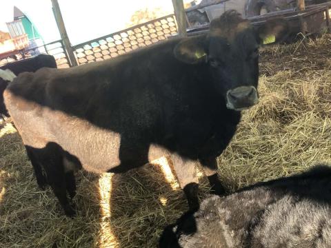 Eladó Jersey tejelő tehenek Eladó Jersey tejelő tehenek