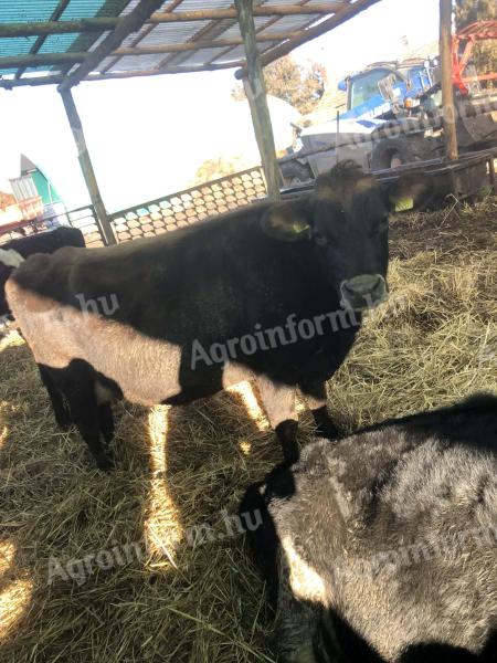Eladó Jersey tejelő tehenek