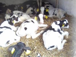 Eladó fekete bikák 8hetestől20hetesig 150ezerftól 220ezerftig iregszemcse 20db van