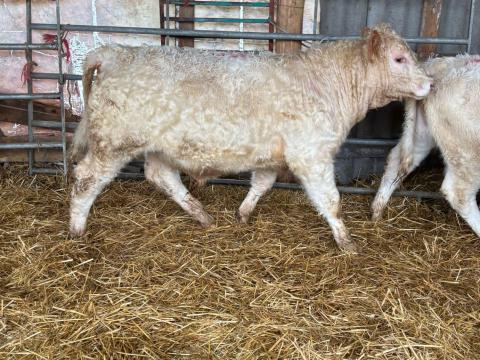 Eladó Charolais bika és űsző borjuk Eladó Charolais bika és űsző borjuk