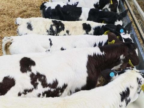 Fiatal, egészséges bikák eladók Ároktőn Fiatal, egészséges bikák eladók Ároktőn