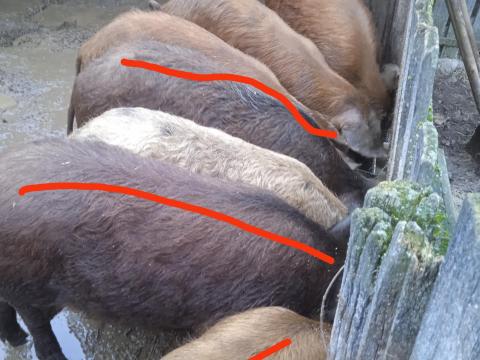 Durok hízók vágásra vagy továbbtartásra Durok hízók vágásra vagy továbbtartásra