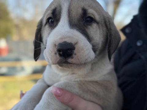 Közép ázsiai jellegű kutya Közép ázsiai jellegű kutya