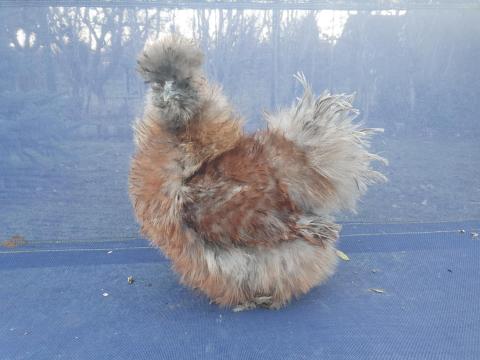 Kékfogoly fodros selyemkakas eladó Kékfogoly fodros selyemkakas eladó