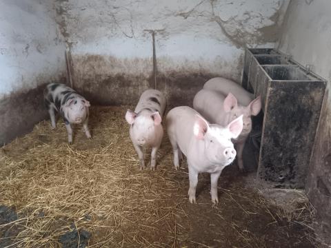 Eladó süldők 80-90 kg osak Eladó süldők 80-90 kg osak