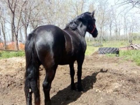 Eladó 4 éves noniusz kanca Eladó 4 éves noniusz kanca