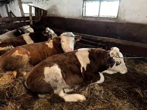 4 db magyartarka bika eladó 4 db magyartarka bika eladó