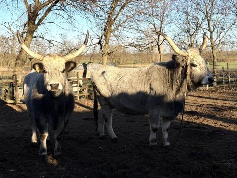 Eladó 2 db vemhes szürkemarha tehén a Jászságban Eladó 2 db vemhes szürkemarha tehén a Jászságban