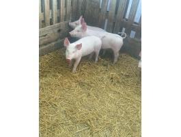 Választási malacok költöznének