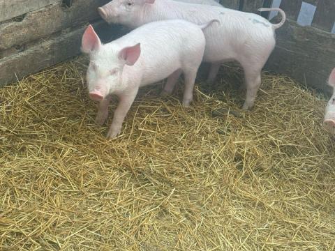 Választási malacok költöznének Választási malacok költöznének