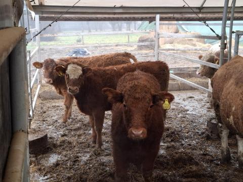 Limuzin üszők eladók 300 kg átlagsúllyal Limuzin üszők eladók 300 kg átlagsúllyal