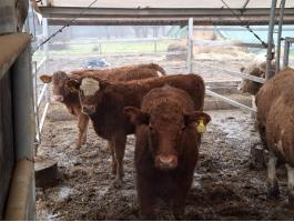 Limuzin üszők eladók 300 kg átlagsúllyal