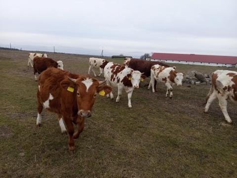 Eladó fiatal szarvasmarhák, bikák és üszők. Eladó fiatal szarvasmarhák, bikák és üszők.