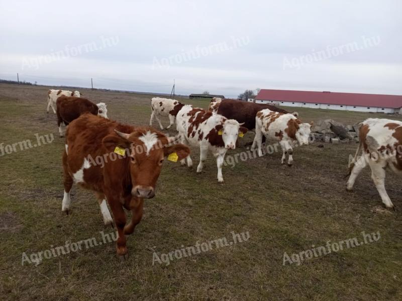 Eladó fiatal szarvasmarhák, bikák és üszők