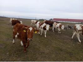 Eladó fiatal szarvasmarhák,  bikák és üszők.