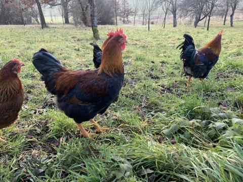 Fogolyszínű magyar kakasok eladók – utolsó kettő Fogolyszínű magyar kakasok eladók – utolsó kettő
