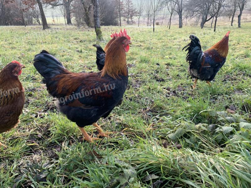 Fogolyszínű magyar kakasok eladók – utolsó kettő