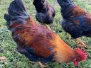 Fogolyszínű magyar kakasok eladók – utolsó kettő