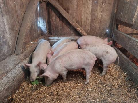 Malac disznó Malac disznó