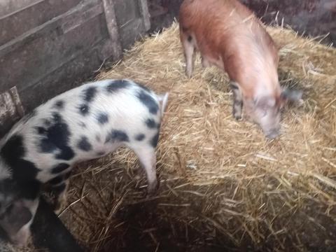 2 db sűldő eladó 2 db sűldő eladó