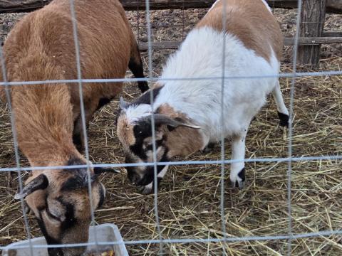 Kameruni kos és anya eladó Kameruni kos és anya eladó