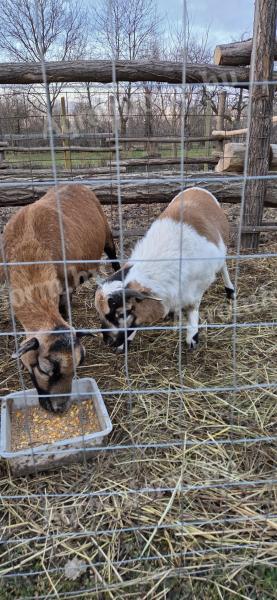 Kameruni kos és anya eladó