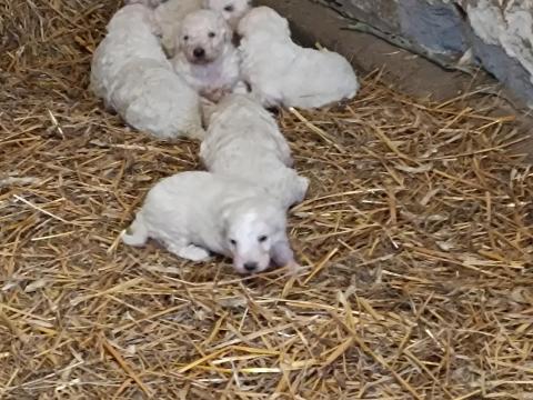 Komondor fajtajellegű kiskutyák ingyen elvihetők Komondor fajtajellegű kiskutyák ingyen elvihetők