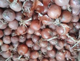 Vöröshagyma eladó termelőtől, igény szerinti kiszerelésben