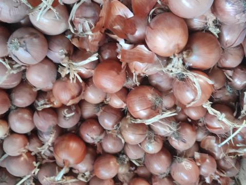 Vöröshagyma eladó termelőtől, igény szerinti kiszerelésben Vöröshagyma eladó termelőtől, igény szerinti kiszerelésben