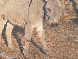 Szamár csődör eladó