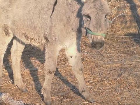 Szamár csődör eladó Szamár csődör eladó