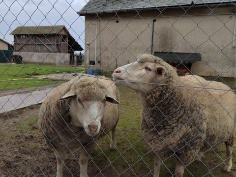 3 db anya eladó 3 db anya eladó