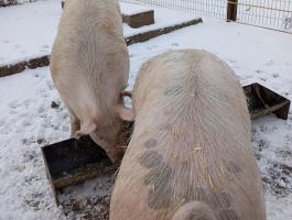Hízó sertés eladó