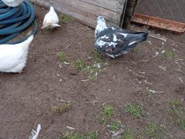 Mondain galamb eladó