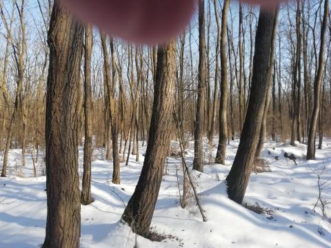 Akciós áron eladó 3,1 hektár erdő Sükösdön