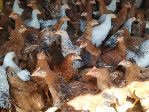 Rántani és vágni való csirke eladó Rántani és vágni való csirke eladó