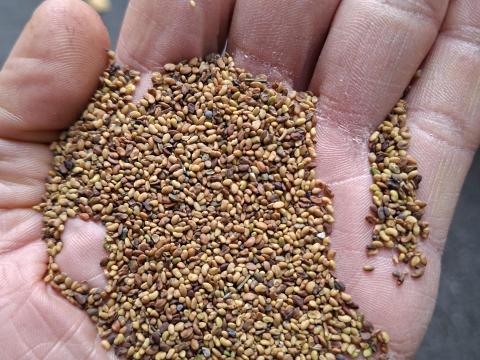 Lucernamag, Lucerna Mag 2. osztályú Eladó Lucernamag, Lucerna Mag 2. osztályú Eladó