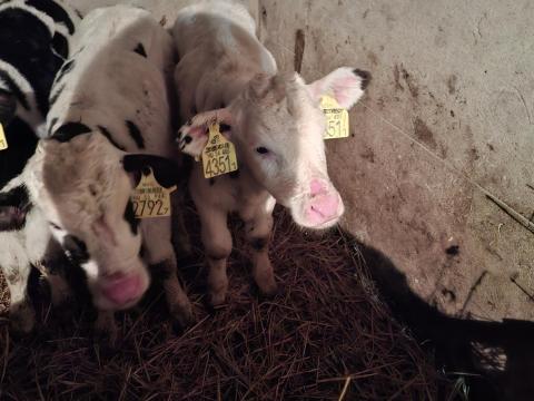 Hf bikák eladó Hf bikák eladó