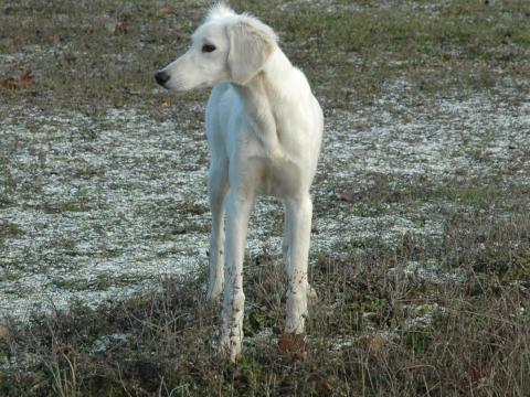 SALUKI PERZSA AGÁR SALUKI PERZSA AGÁR