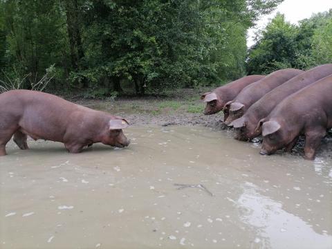 Szabadon nevelt, nagy súlyú sertések eladók Szabadon nevelt, nagy súlyú sertések eladók
