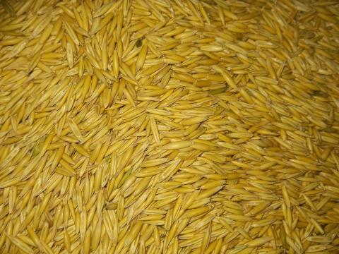 Fehér és fekete zab eladó kis és nagy tételben